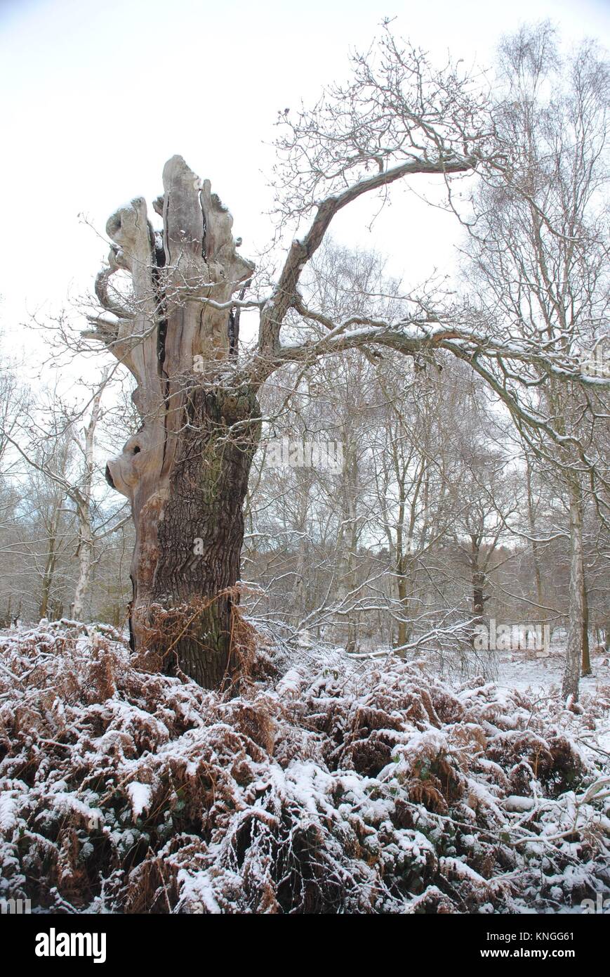 The Old Oak Trees of Sherwood Forest. The Home of Robin Hood. Stock Photo