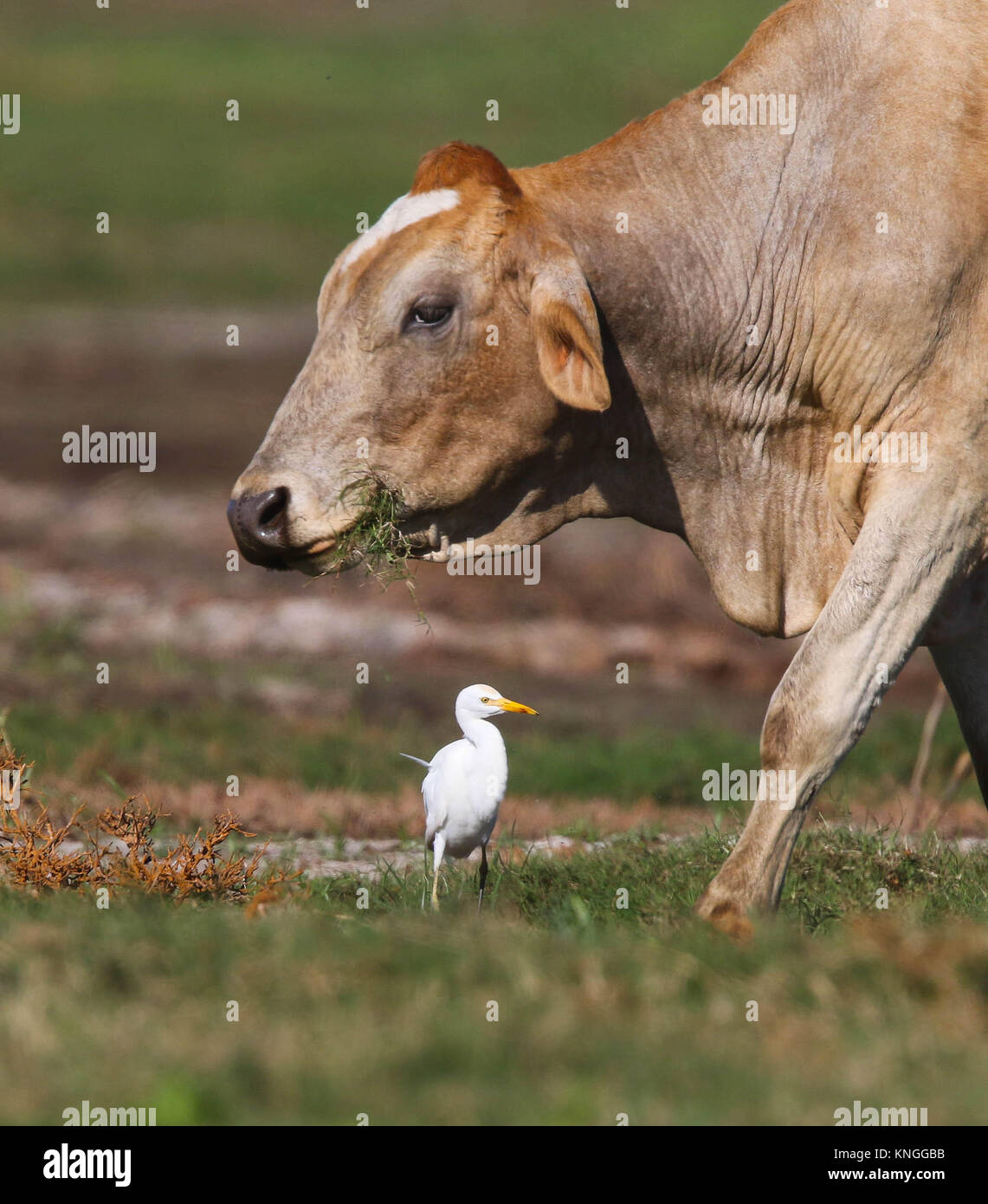 A Cattle Egret (Bubulcus ibis) next to a cow. St Lucia, KwaZulu, Natal, South Africa Stock Photo