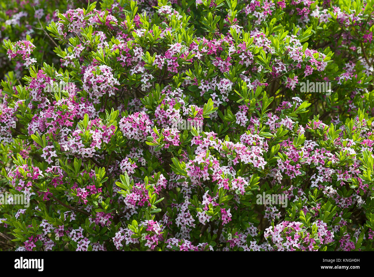 Flowering Daphne burkwoodii in May in an English garden Stock Photo