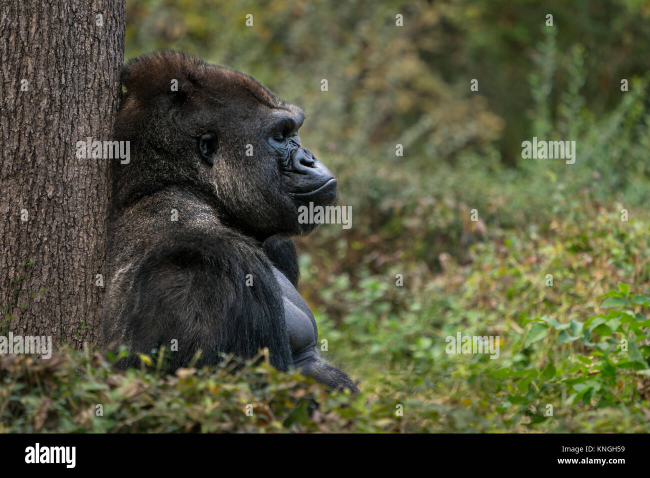 Western Lowland Gorilla Sitting and Sleeping on Grass Against a Tree Trunk Stock Photo