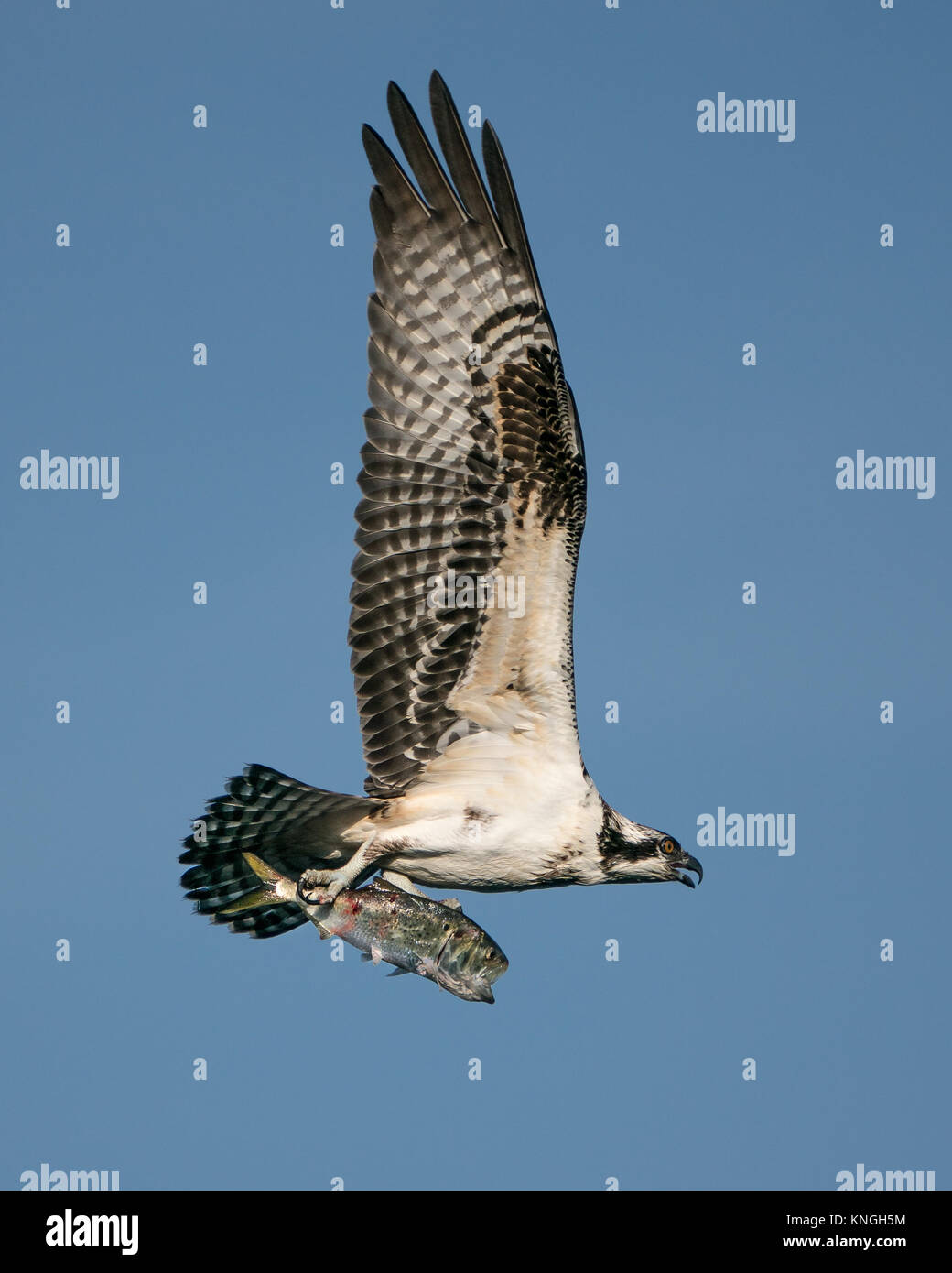 Osprey in Flight After Catching a Menhaden Fish Stock Photo