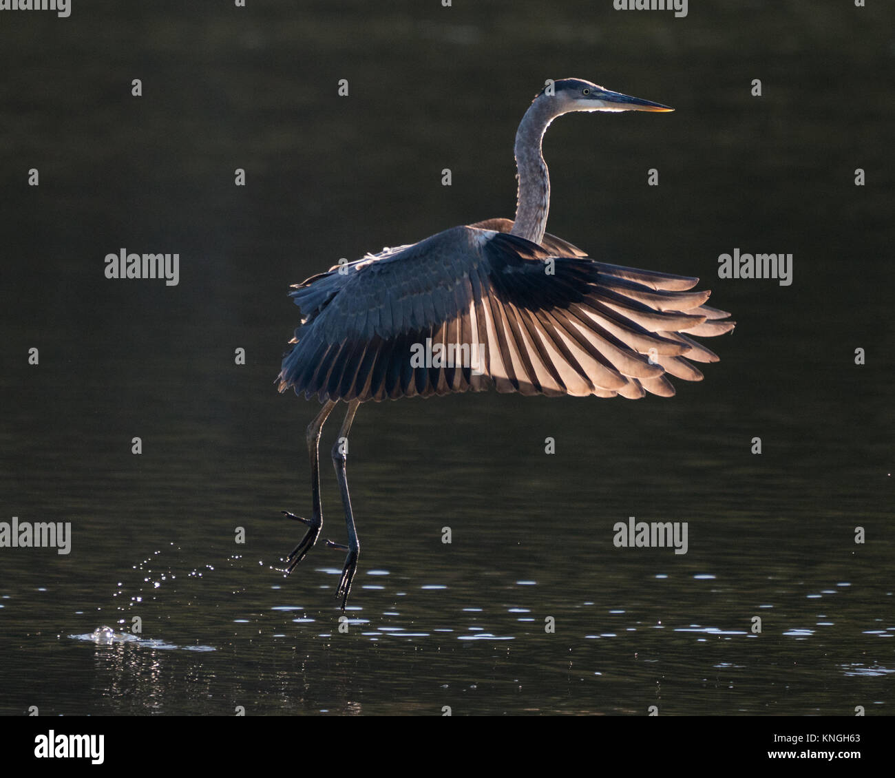 Great Blue Heron in Flight with Backlit Wings Stock Photo