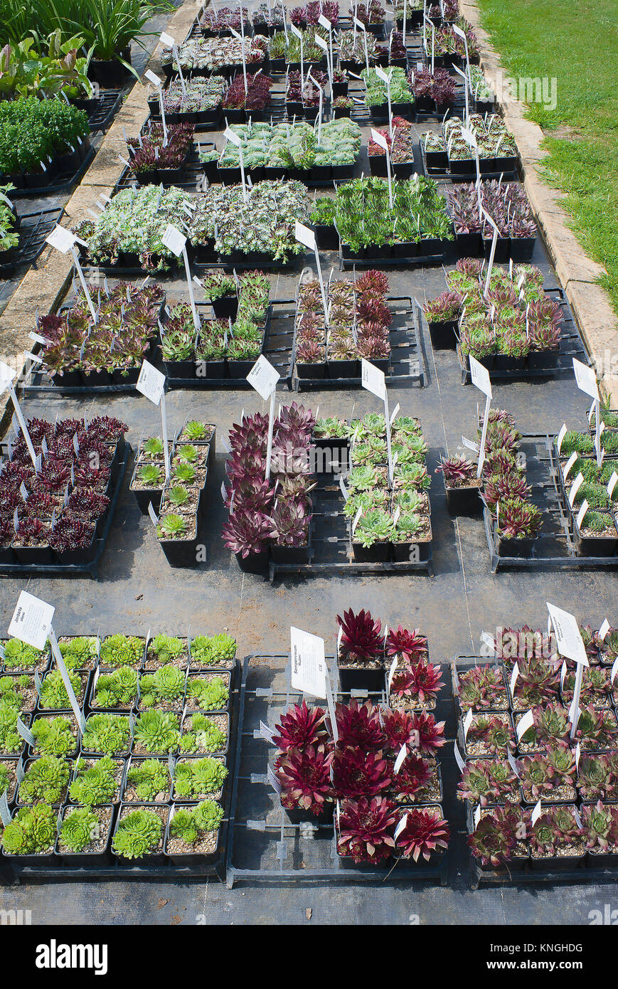 Young plants for sale at an English plant nursery in Wiltshire England UK Stock Photo