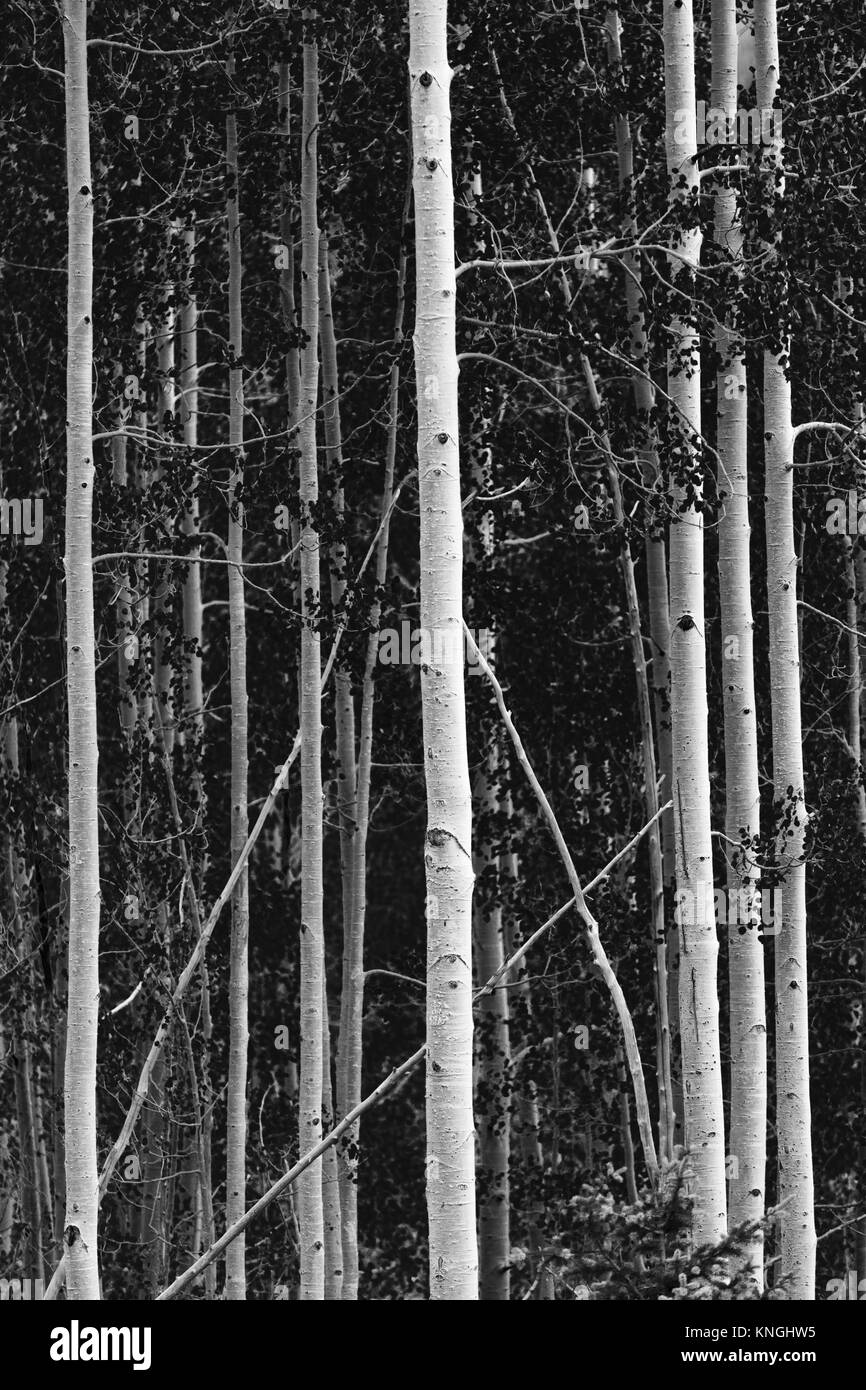 Iconic aspen trees in black and white along Million Dollar Highway in Colorado north of
