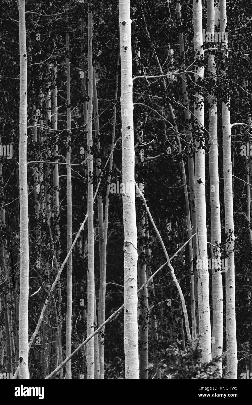 Iconic aspen trees in black and white along Million Dollar Highway in Colorado north of Silverton Stock Photo