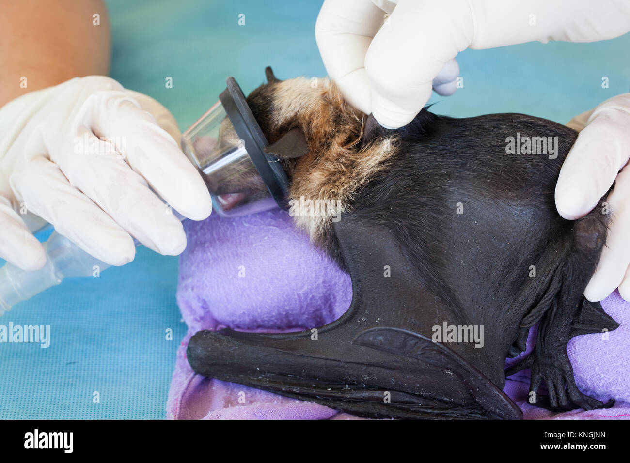 Spectacled Flying-fox (Pteropus conspicillatus). Orphaned baby being anaesthetised prior to vaccination. Miallo. Queensland. Australia. Stock Photo