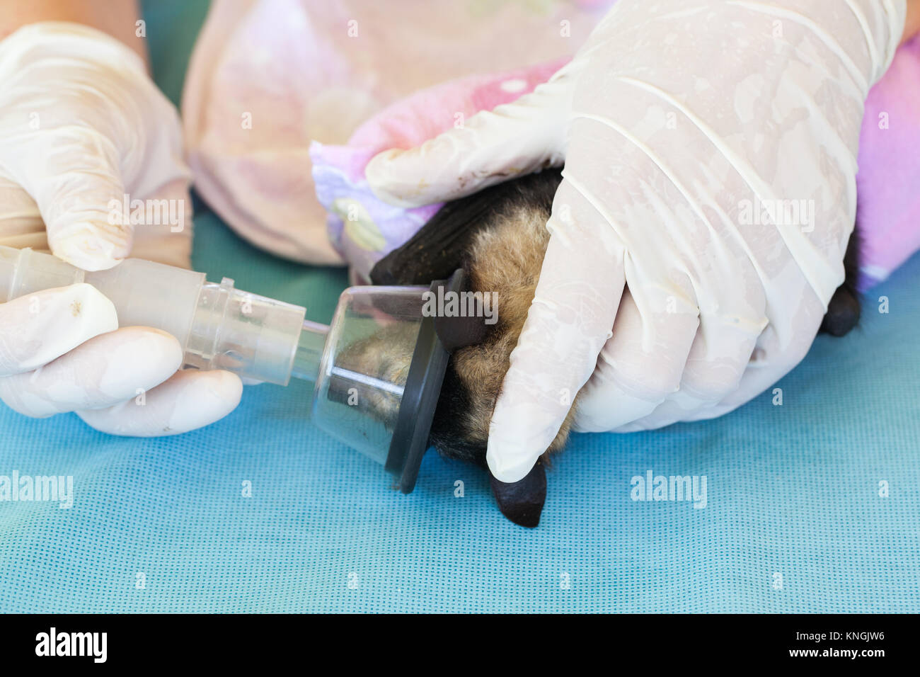 Spectacled Flying-fox (Pteropus conspicillatus). Orphaned baby being anaesthetised prior to vaccination. Miallo. Queensland. Australia. Stock Photo