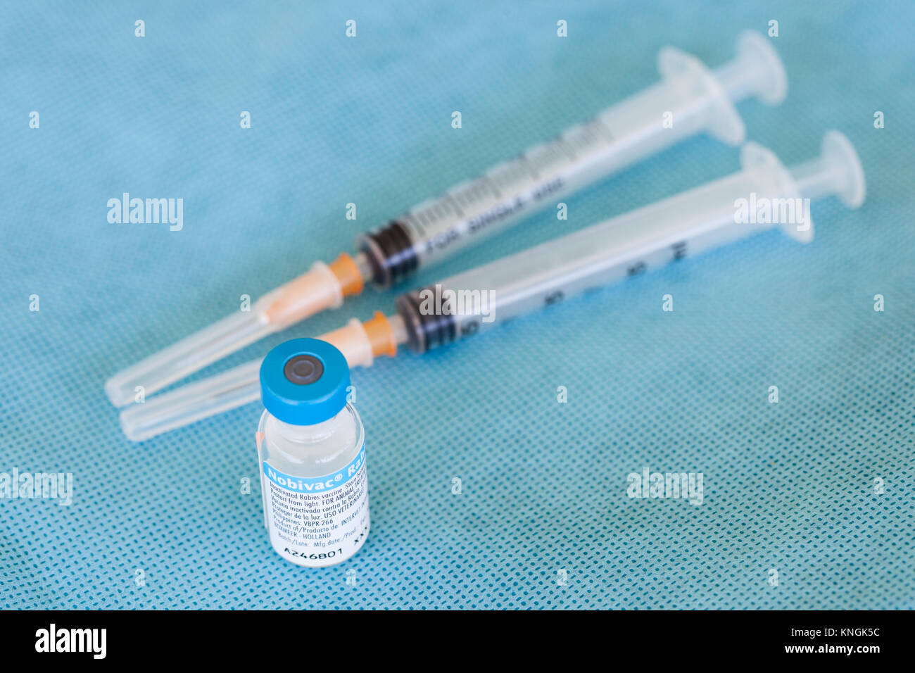 Rabies Vaccine used to vaccinate Spectacled Flying-foxes (Pteropus conspicillatus) against Australian Bat Lyssavirus (ABLV). Queensland. Australia. Stock Photo