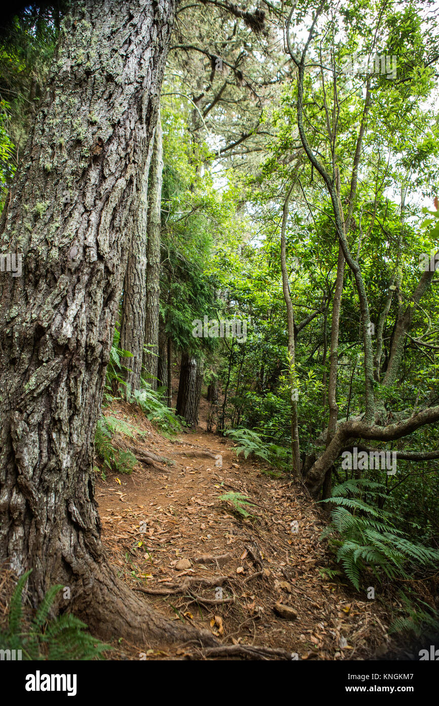 Naturschutz und Waldweg durch die Wälder Madeira, Portugal Stock Photo