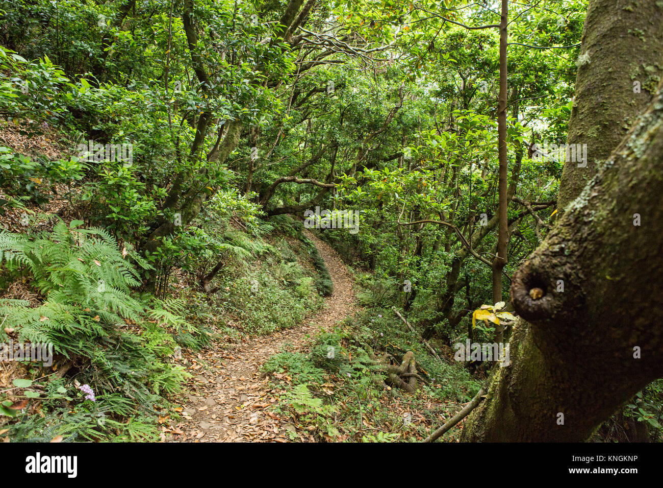 Levada Pfad durch die Wälder Madeiras - Portugal Stock Photo