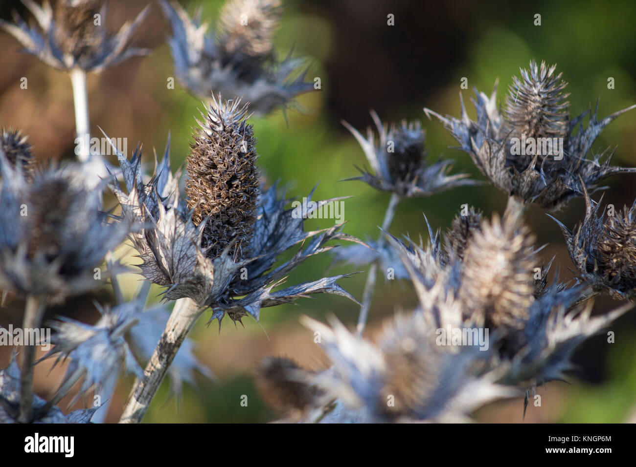 Eryngium giganteum seed heads hires stock photography and images Alamy