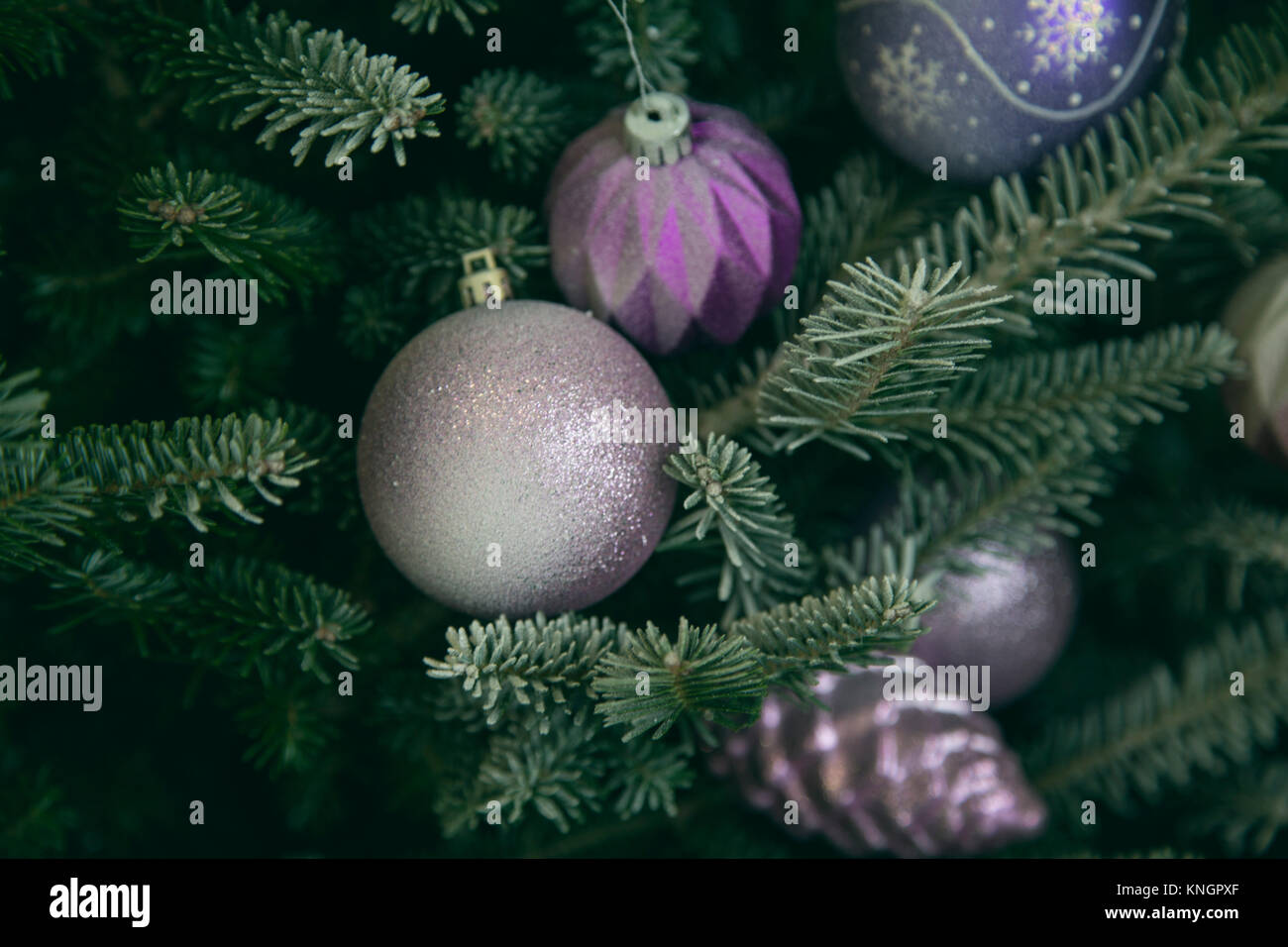 Holiday background with decorated Christmas tree. Purple and pink ...