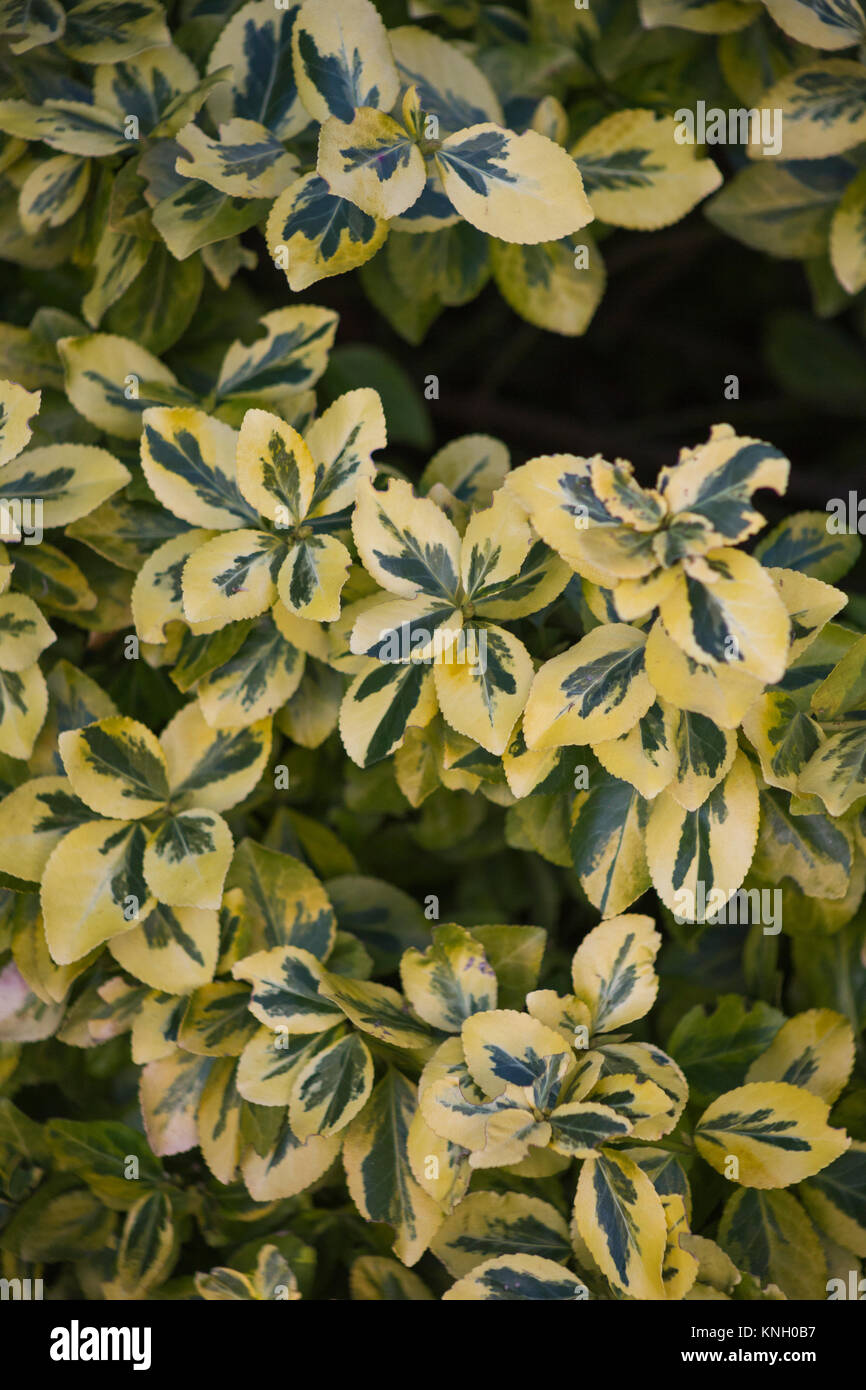 Euonymus fortunei 'Emerald 'n' Gold' Stock Photo