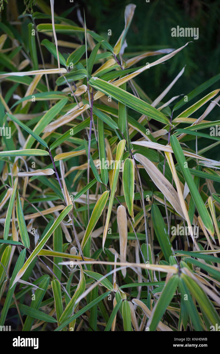 Pleioblastus viridistriatus hi-res stock photography and images - Alamy
