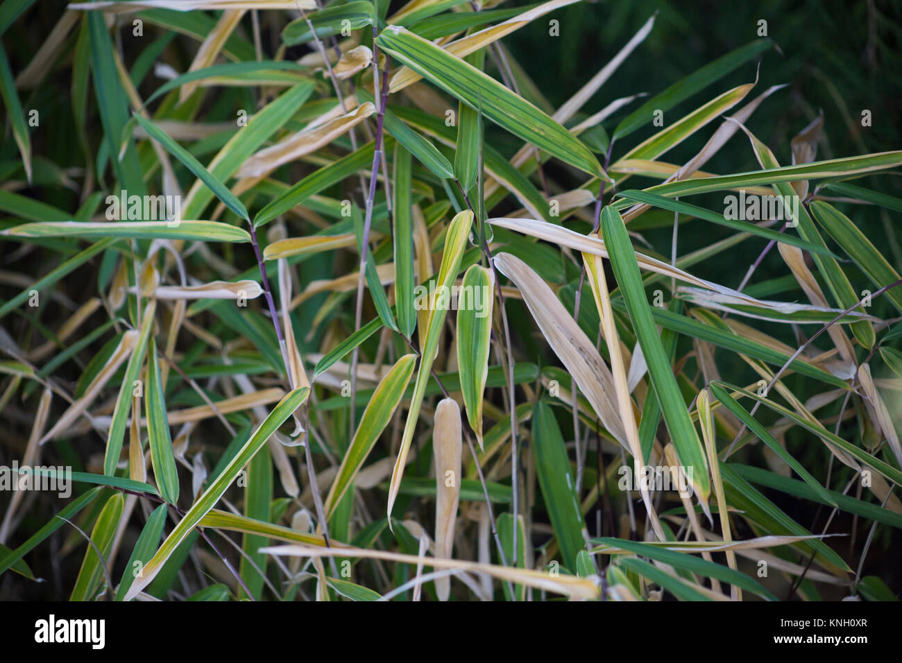 Viridistriatus hi-res stock photography and images - Alamy
