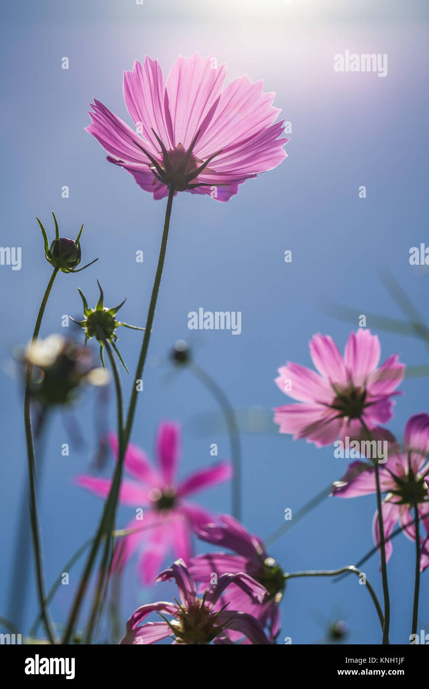 Pink cosmos blossom flower touching soft sunlight on clear blue sky of sunny day. Stock Photo