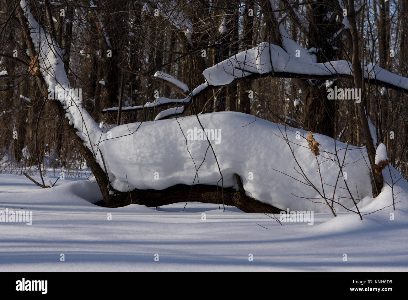 Winter trees sunny view hi-res stock photography and images - Alamy