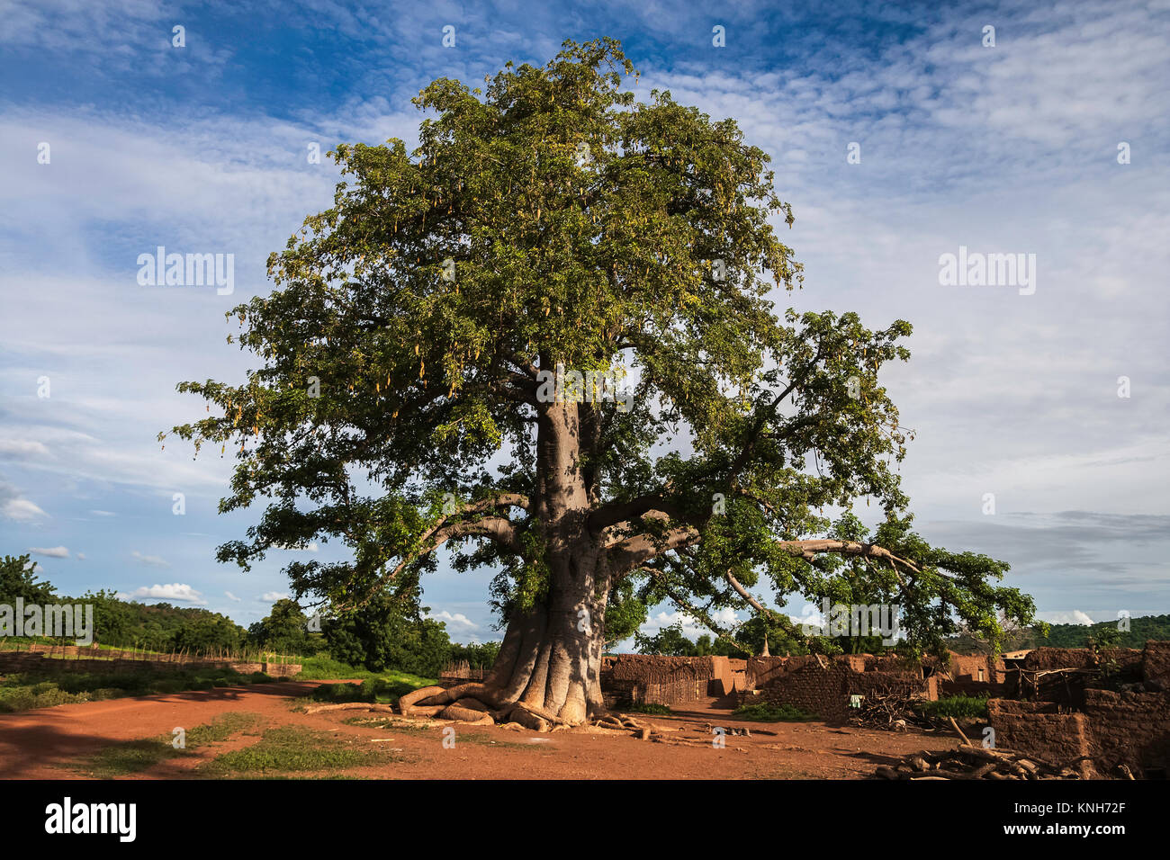 A baobab tree, adansonia digitata, with leaves in a village of Burkina Faso, West Africa. Stock Photo