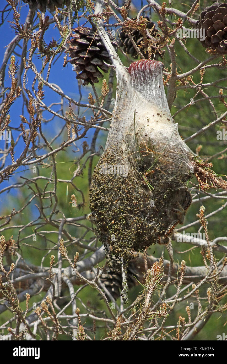 Nests of  Pine Processionary larvae (Thaumetopoea pityocampa) on a pine (Pinus pinea), Alanya, turkish riviera, Turkey Stock Photo