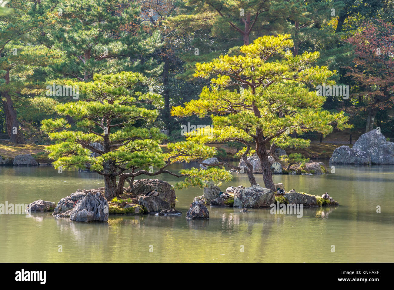 Pinus thunbergii or Japanese black pine (Kuromatsu) On an islet near Kinkaku-ji (Golden Pavilion) temple. Autumn colors and Fall foliage in the back Stock Photo