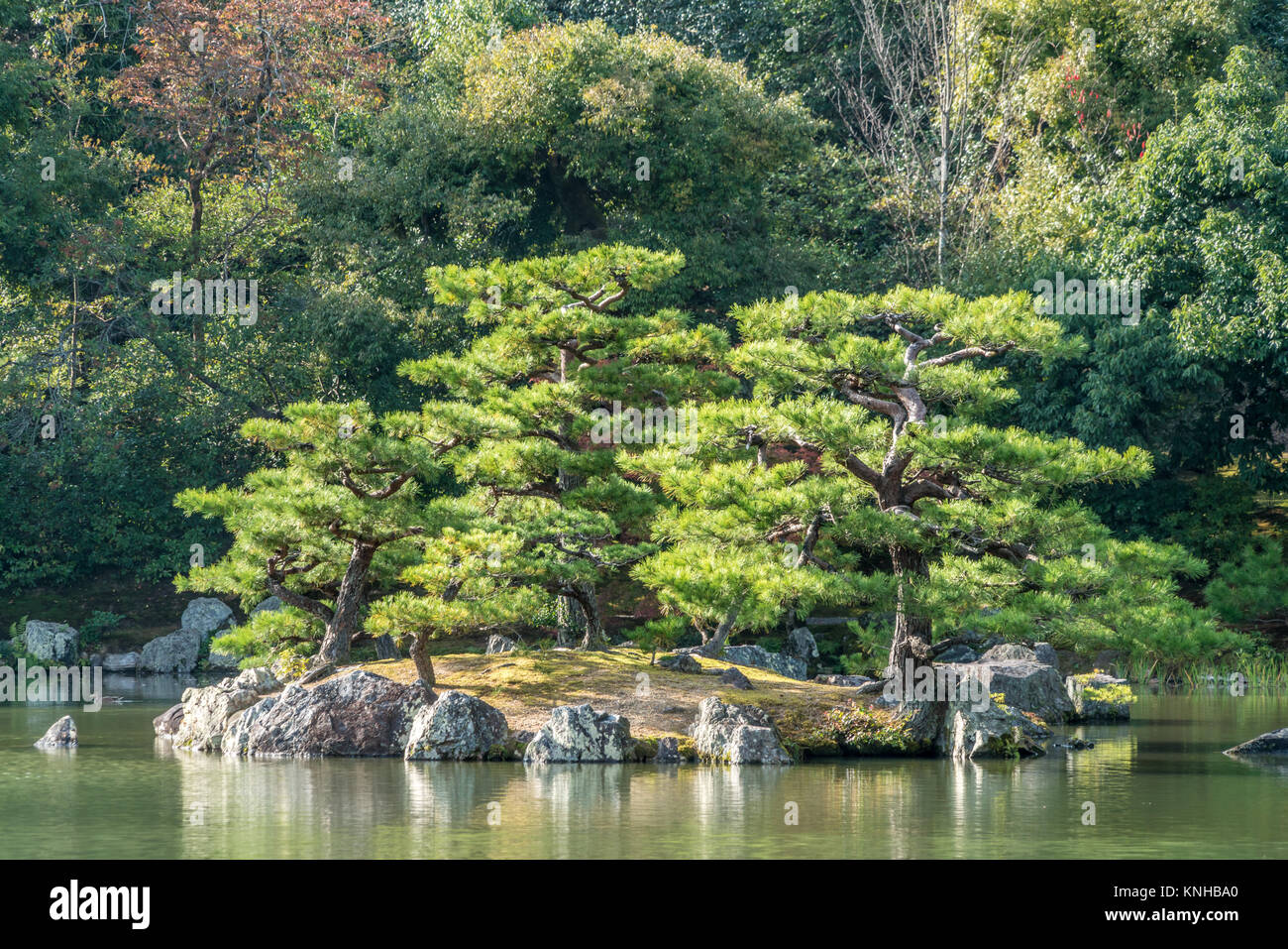 Pinus thunbergii or Japanese black pine (Kuromatsu) On an islet near Kinkaku-ji (Golden Pavilion) temple. Autumn colors and Fall foliage in the back Stock Photo
