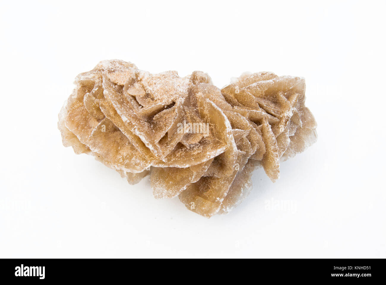 extreme close up of Desert rose gypsum mineral isolated over white background with sand grains Stock Photo