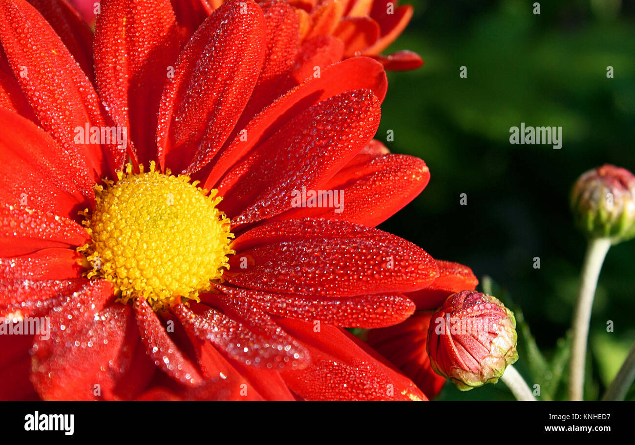 Red petal sale flower