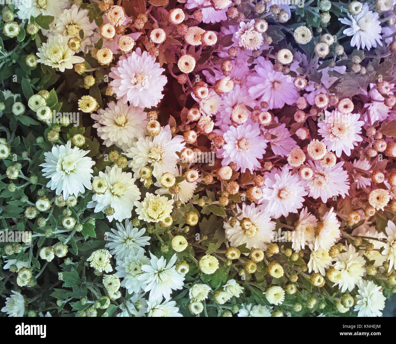 Tiny Chrysanthemum flowers create a beautiful background with a tint of added rainbow colors Stock Photo