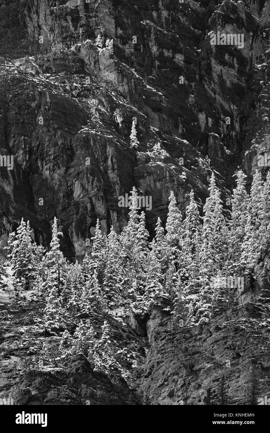 Black and white photograph of early snow frosting evergreen trees and slopes in Bow Valley Provincial Park in Alberta. Stock Photo