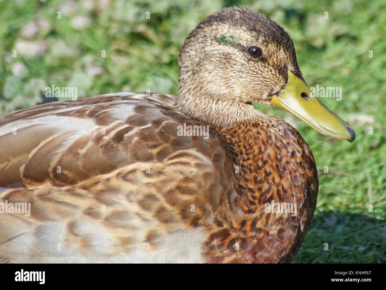 Mallard duck female resting on land Stock Photo