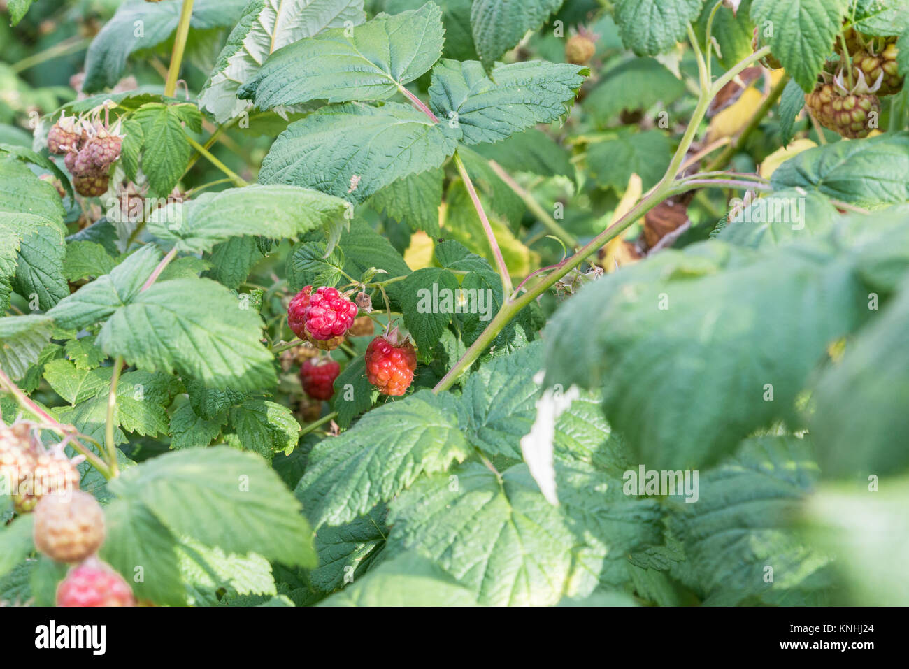 Ripe fruits on a raspberry bush Stock Photo - Alamy