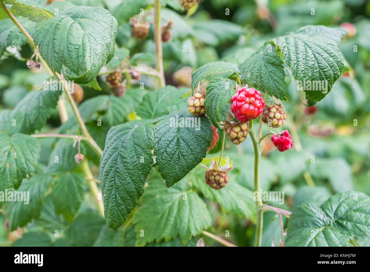 Ripe fruits on a raspberry bush Stock Photo - Alamy
