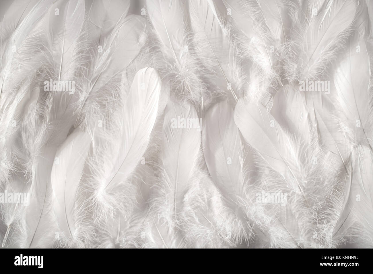 White feathers background, close-up full frame image of furry snow white contour feathers composed as soft carpet, viewed from above Stock Photo