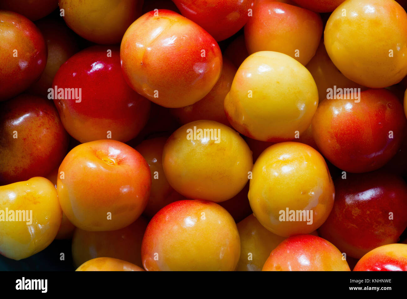 Fresh Rainier cherries look good for eating. USA Stock Photo