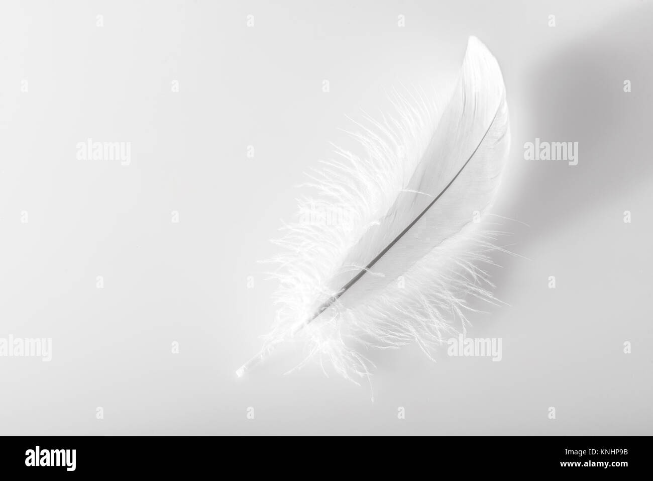 Single delicate fluffy white bird feather on a white background with copy space Stock Photo