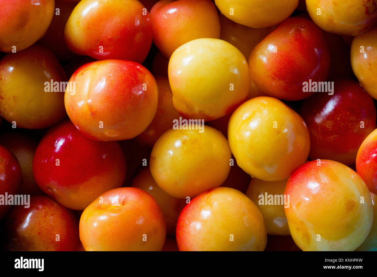 Fresh Rainier cherries look good for eating. USA Stock Photo