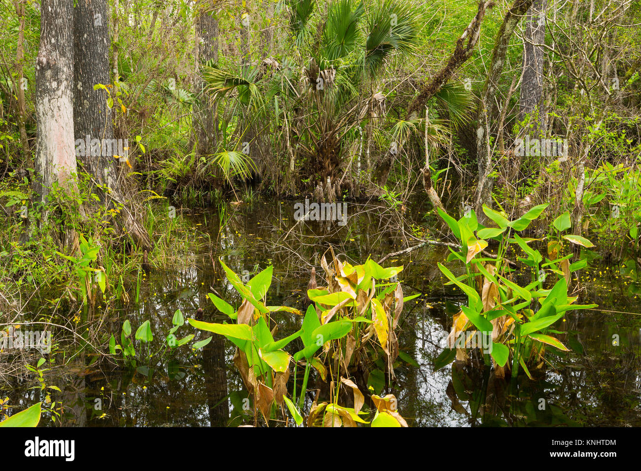 Pickeral weed and sabal palmetto grow in a swamp of Fakahatchee Strand Preserve State Park in Florida. USA Stock Photo