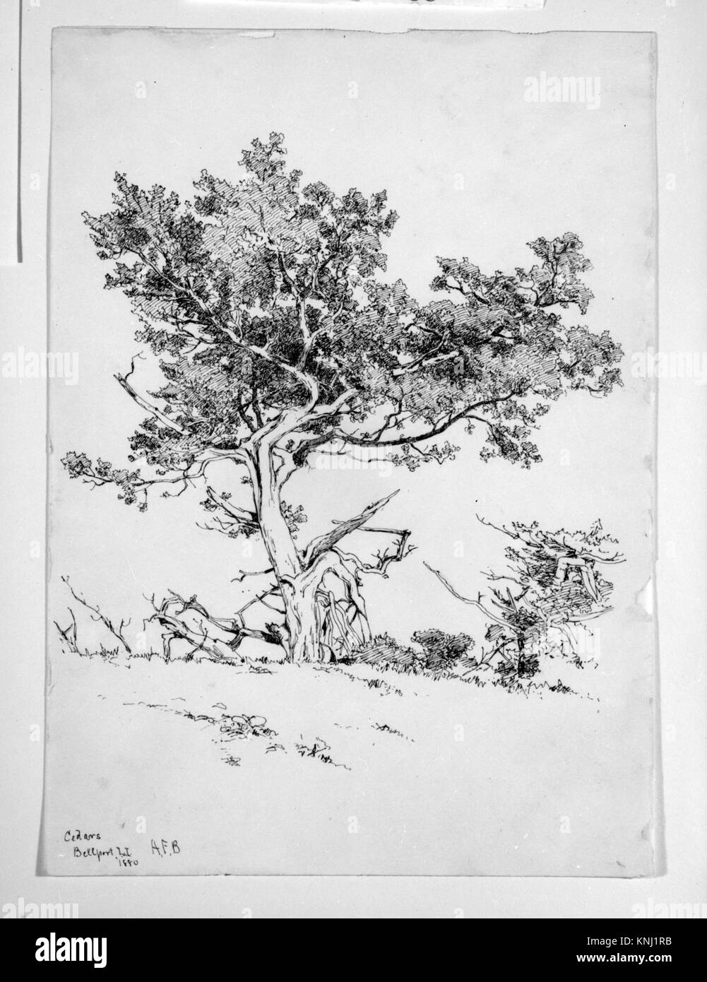 Cedars, Bellport, Long Island MET 172864 10271 Stock Photo Alamy