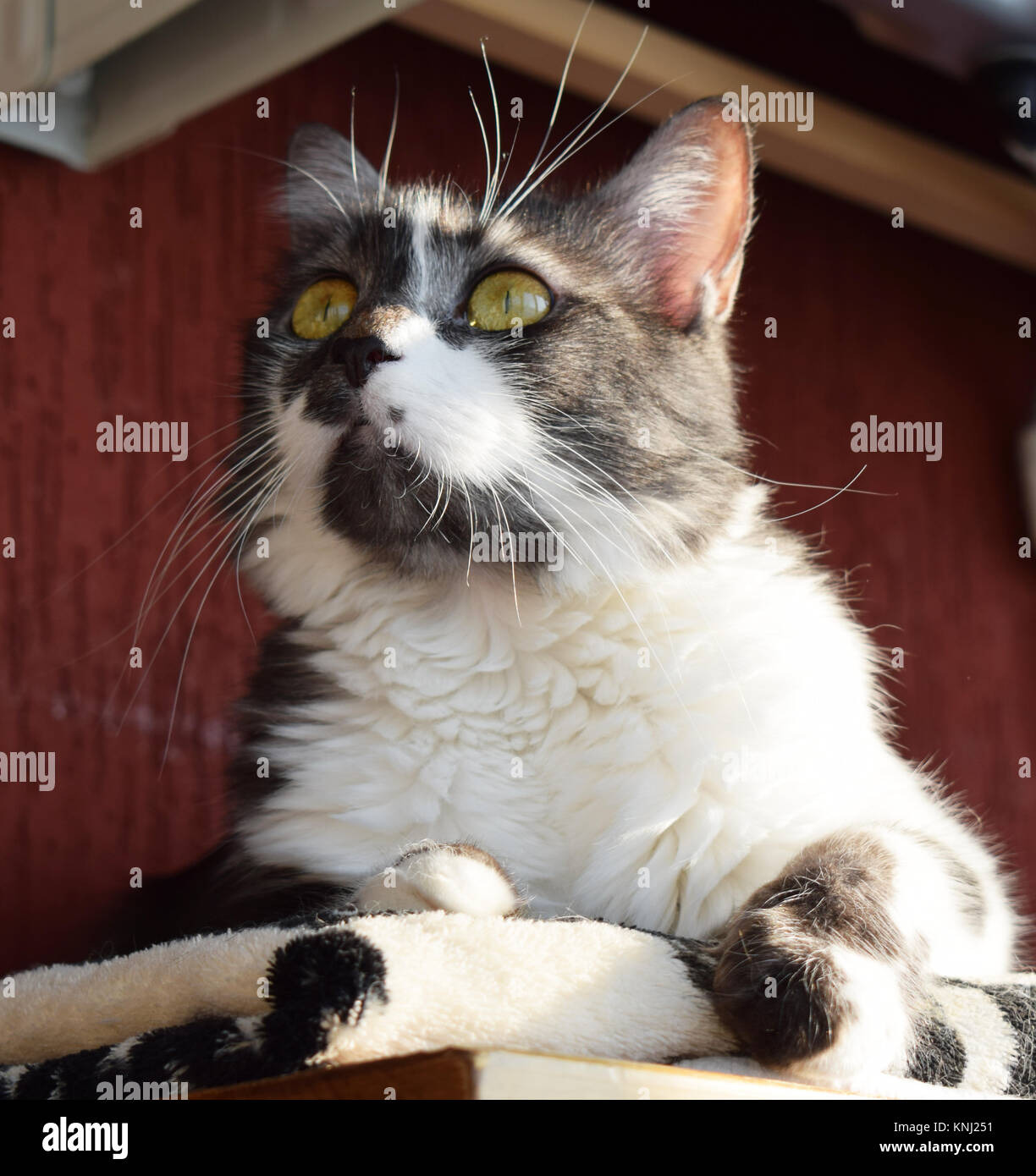 Tabby cat laying in the sun Stock Photo Alamy