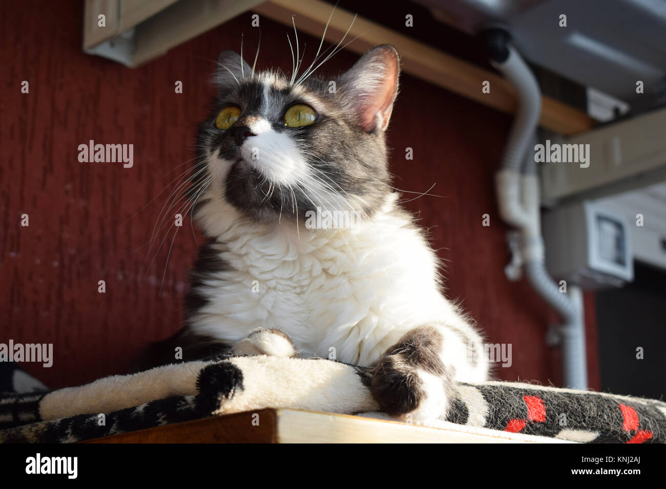 Tabby cat laying in the sun Stock Photo Alamy