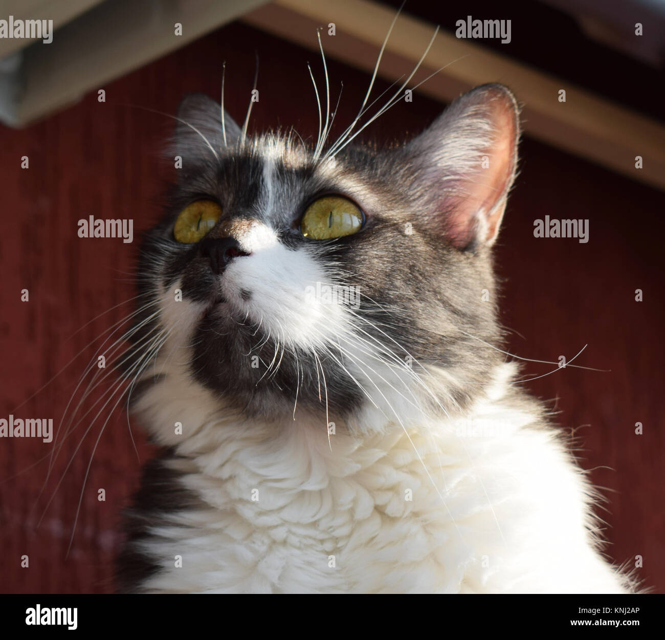 Tabby cat laying in the sun Stock Photo - Alamy