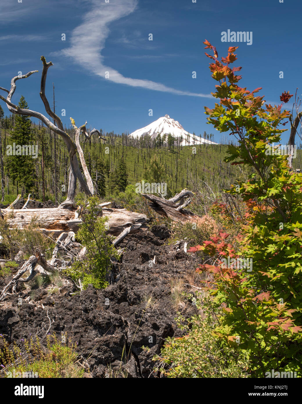 Jefferson Creek Trail as it passes through a Lava Field before going over a Ridge to Mt. Jefferson Stock Photo