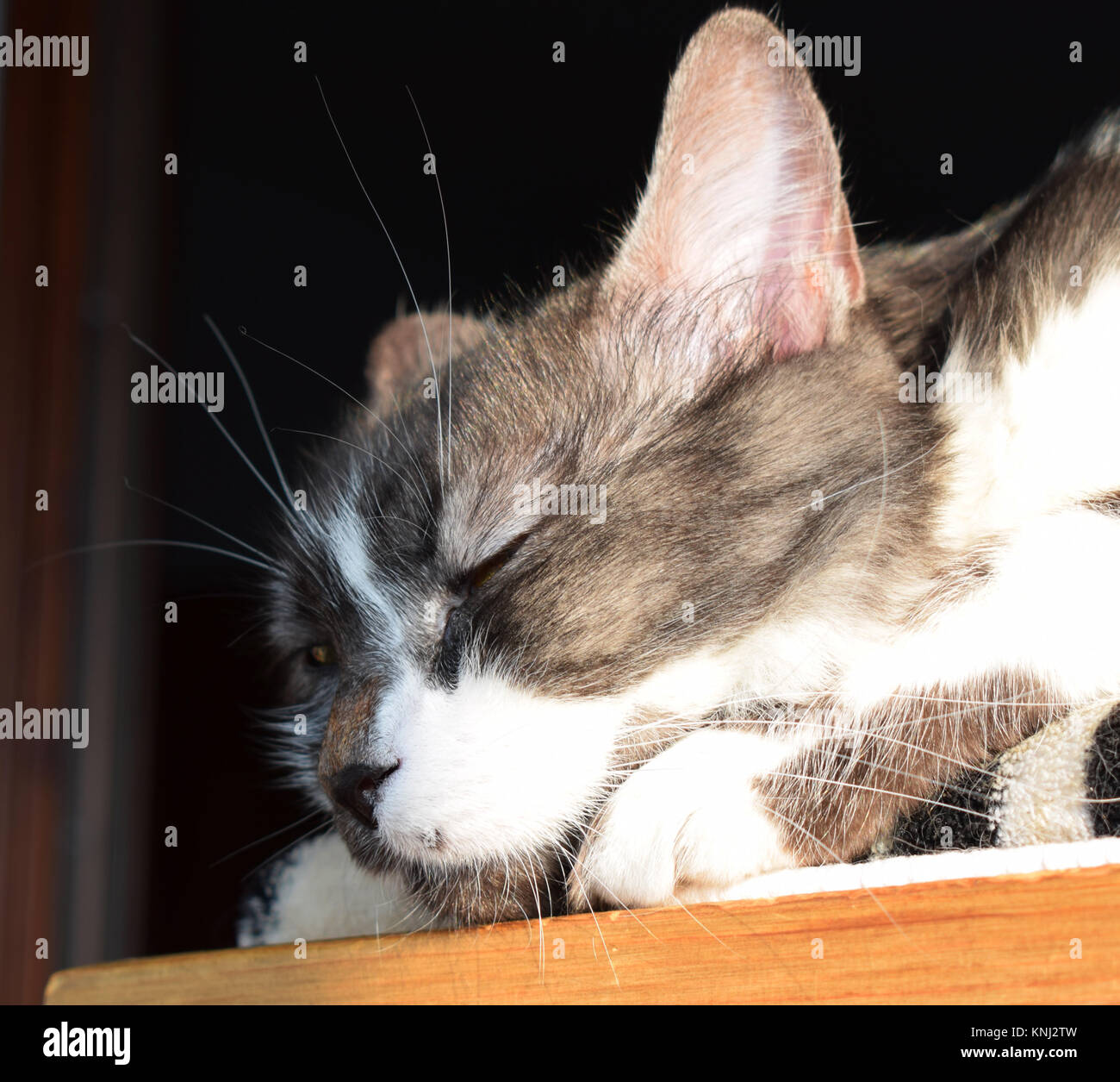 Cat sleeping in sun on hires stock photography and images Alamy