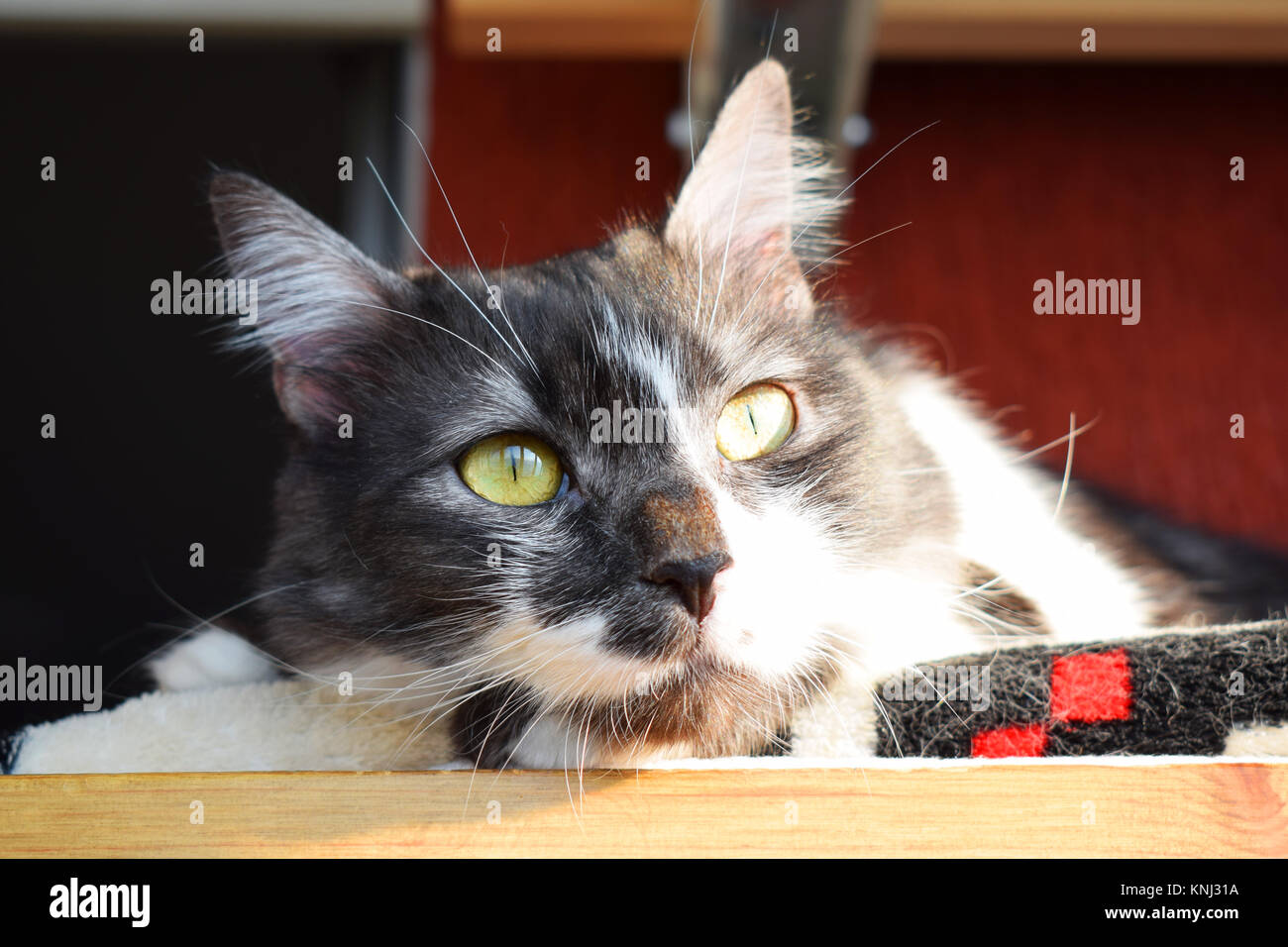 Tabby cat laying in the sun Stock Photo