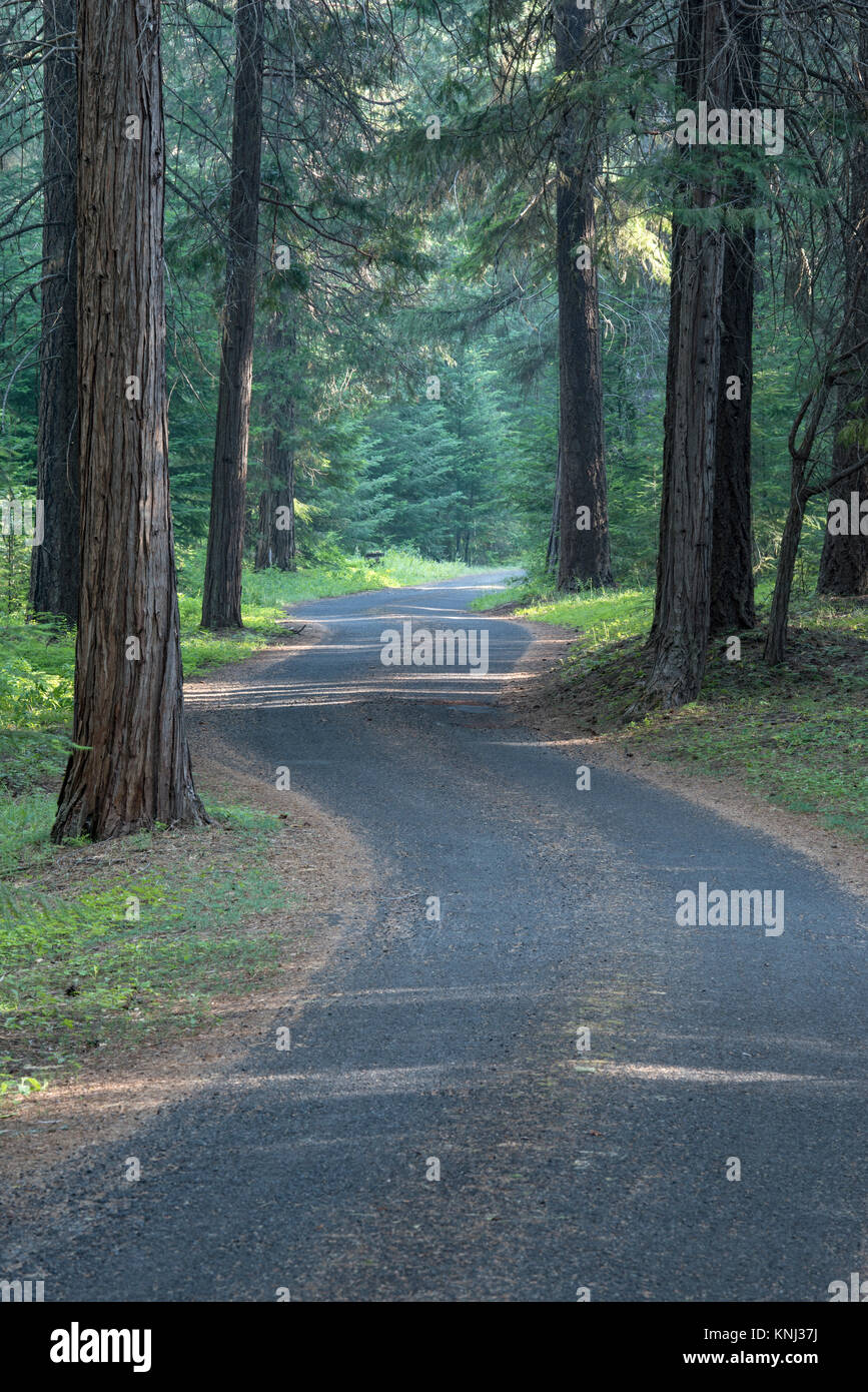 Gravel Road Meanders it's way through the Trees to Pioneer Ford Campground, Camp Sherman, Oregon Stock Photo