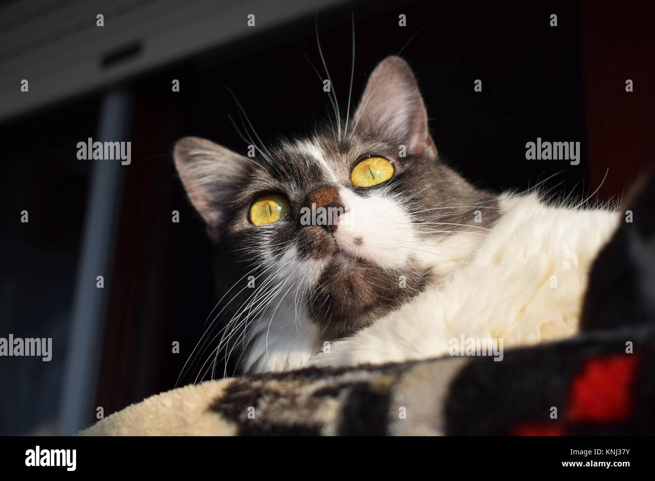 Tabby cat laying in the sun Stock Photo Alamy