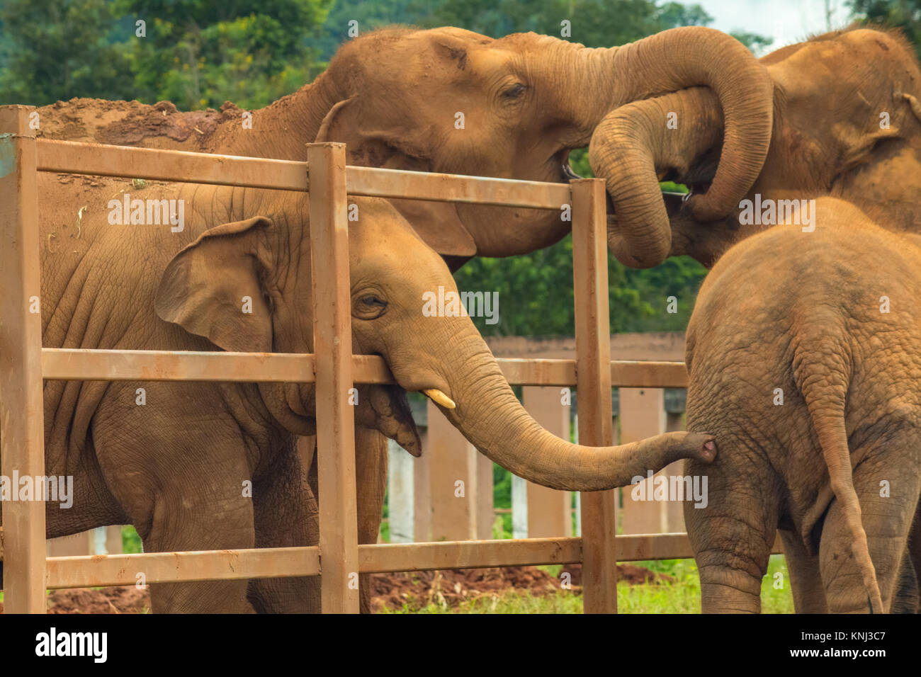 Asian Elephants greet each other across their enclosures at Elephant Nature Park in Mae Taeng District, Chiang Mai Province, Northern Thailand Stock Photo