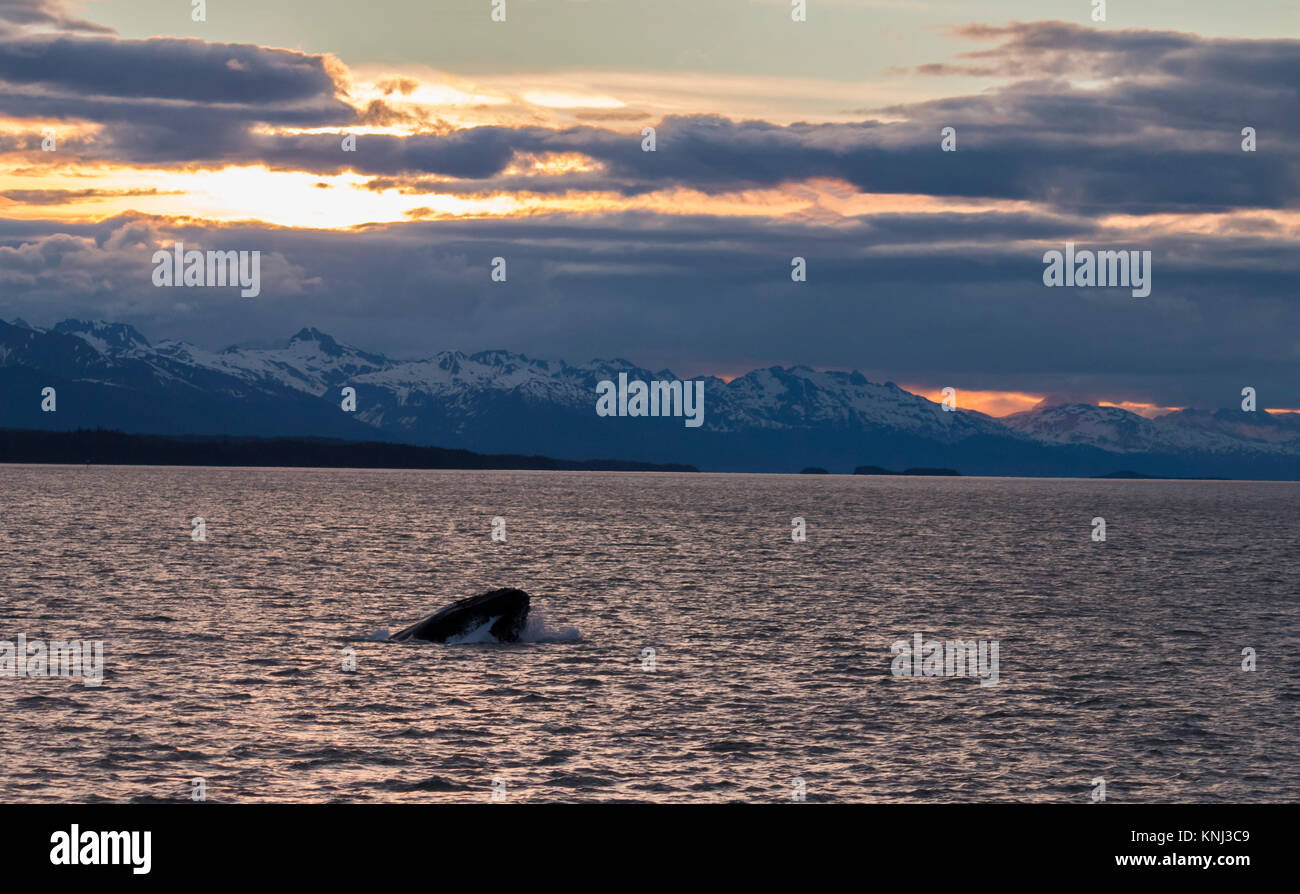 Humpback Whale feeding inside of the Lynn Canal, Juneau, Alaska Stock Photo