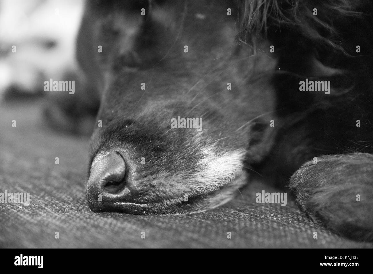 Oneeyed dog sleeping on a couch Stock Photo Alamy
