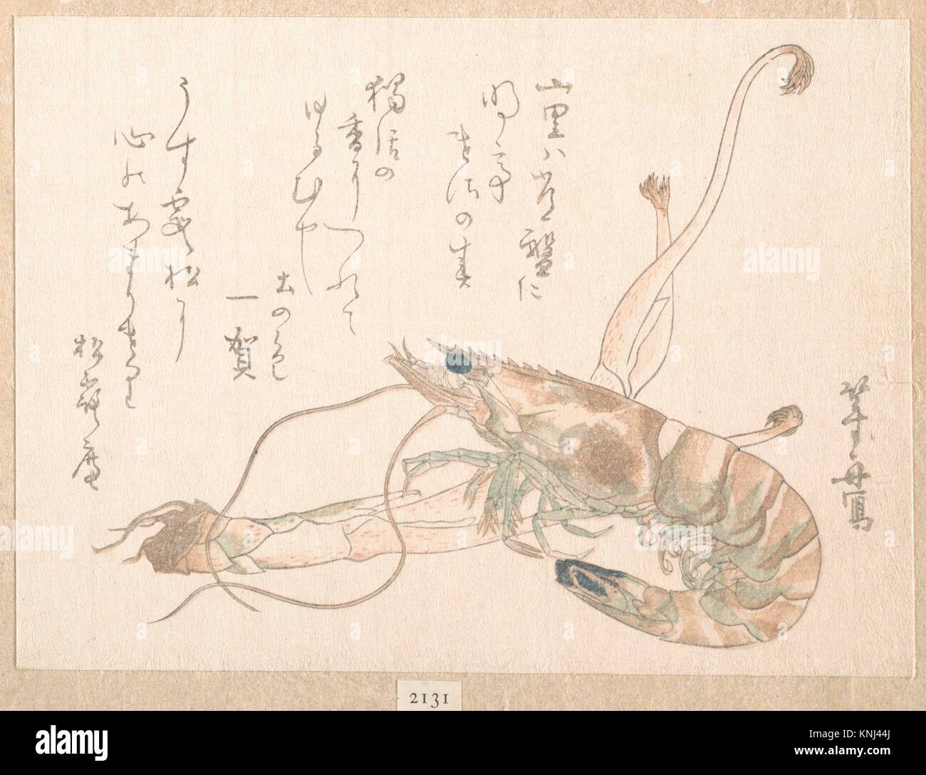 Shrimp and Udo Plant. Artist: Uematsu Toshu (Japanese, active late 1810s-20s); Period: Edo period (1615-1868); Culture: Japan; Medium: Polychrome Stock Photo